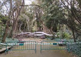 Zona acordonada por la caída de un árbol de más de 10 metros en el Campo Grande de Valladolid.