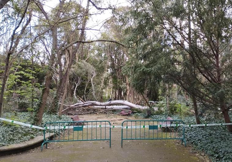 Zona acordonada por la caída de un árbol de más de 10 metros en el Campo Grande de Valladolid.