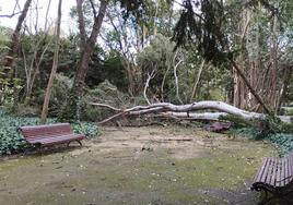 El árbol de más de diez metros se partió durante el fin de semana, provocando daños en la vegetación y el mobiliario del Campo Grande
