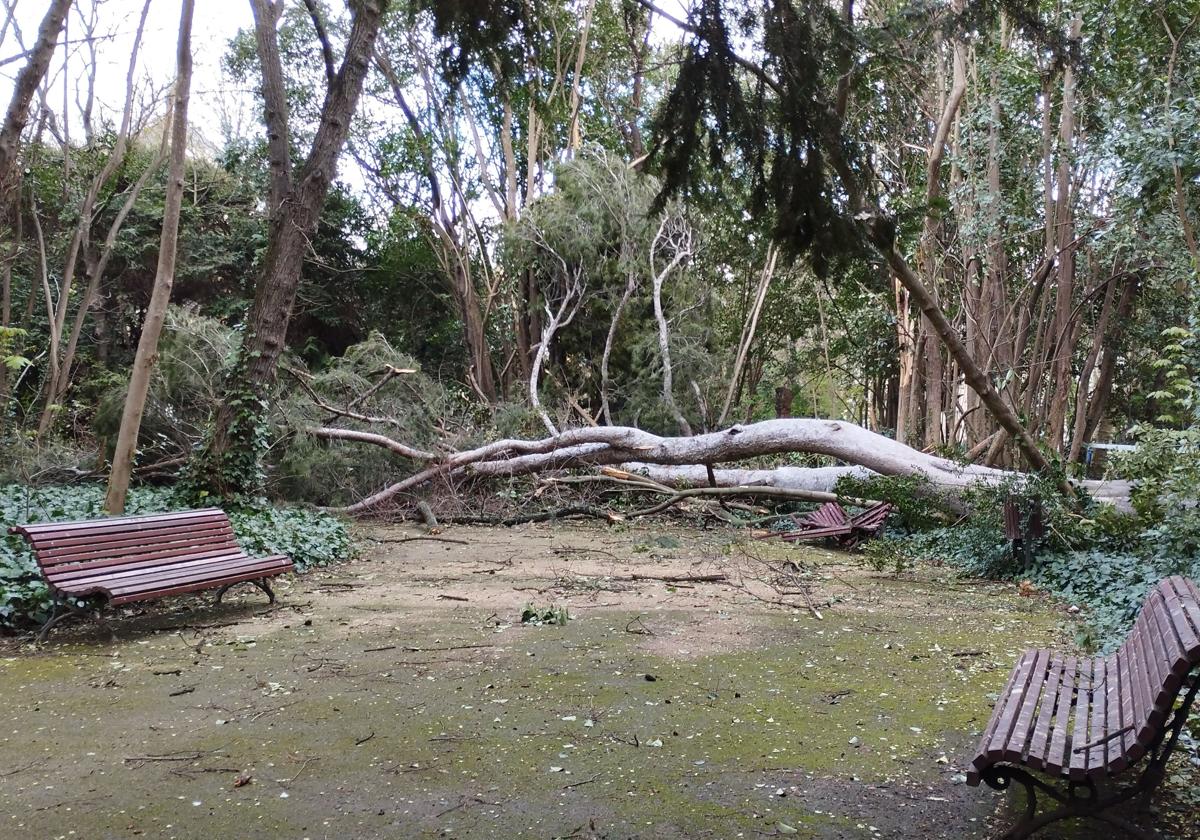 Las imágenes de la caída del árbol de más de diez metros en Campo Grande