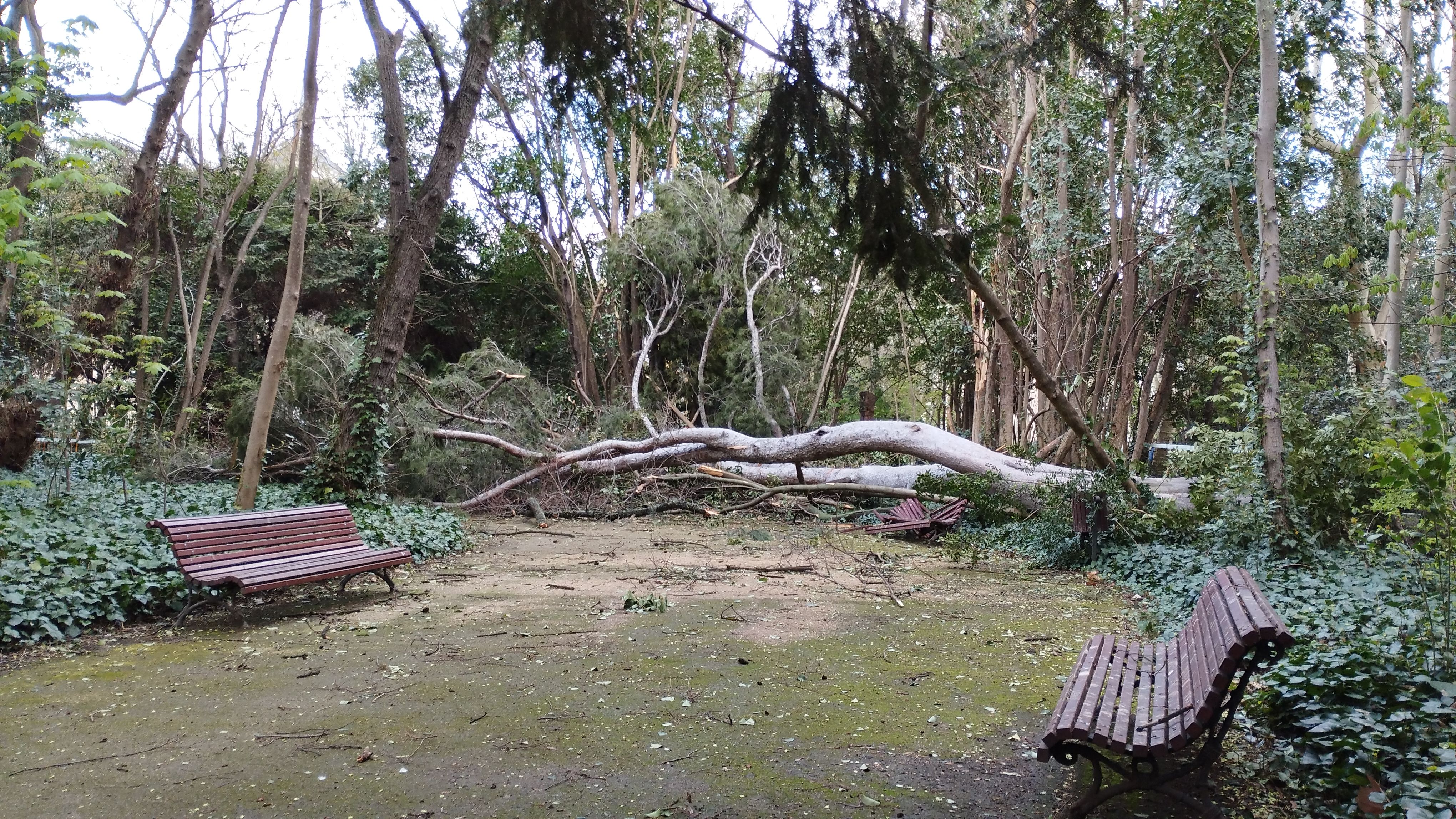 Las imágenes de la caída del árbol de más de diez metros en Campo Grande