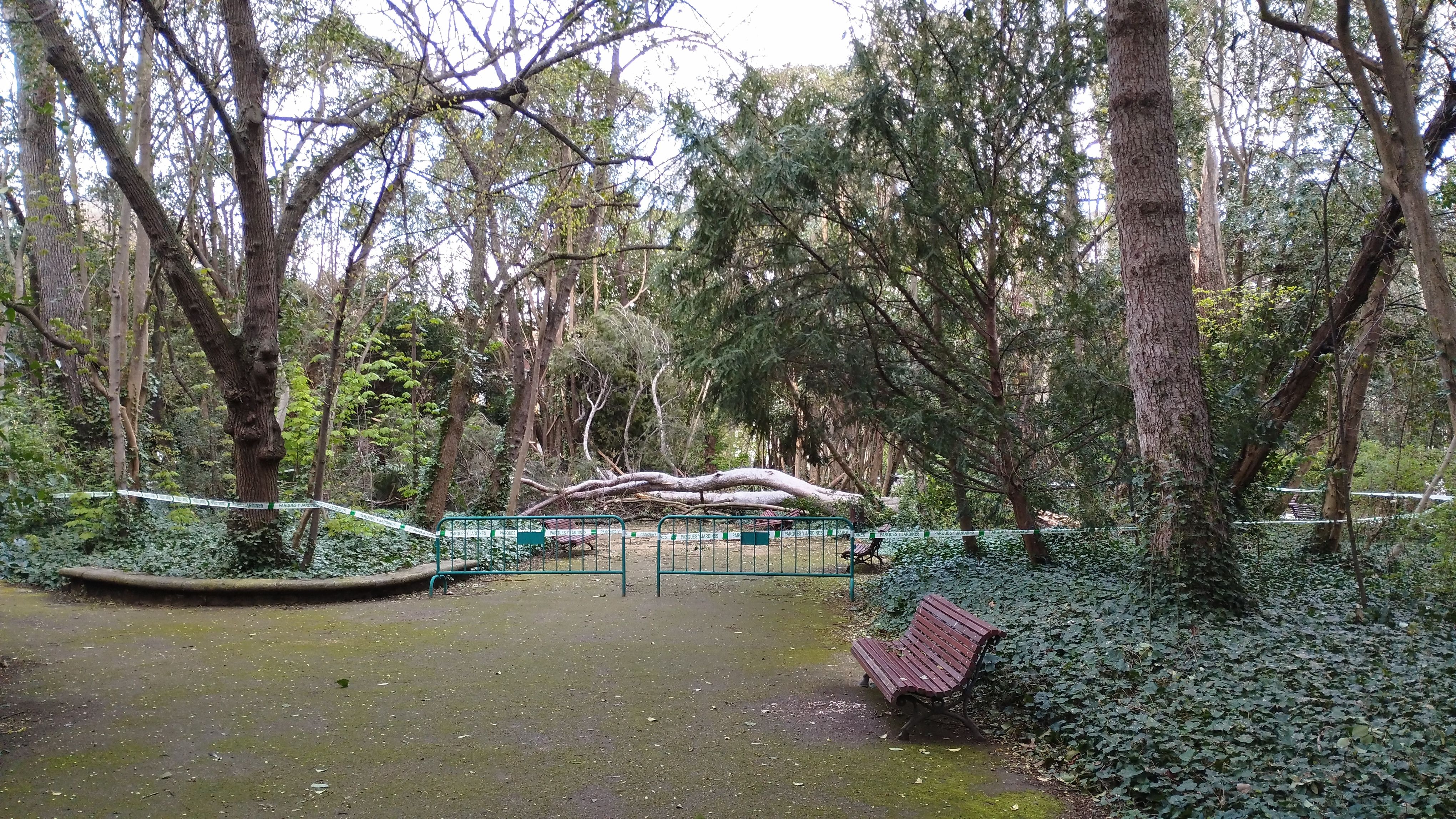 Las imágenes de la caída del árbol de más de diez metros en Campo Grande