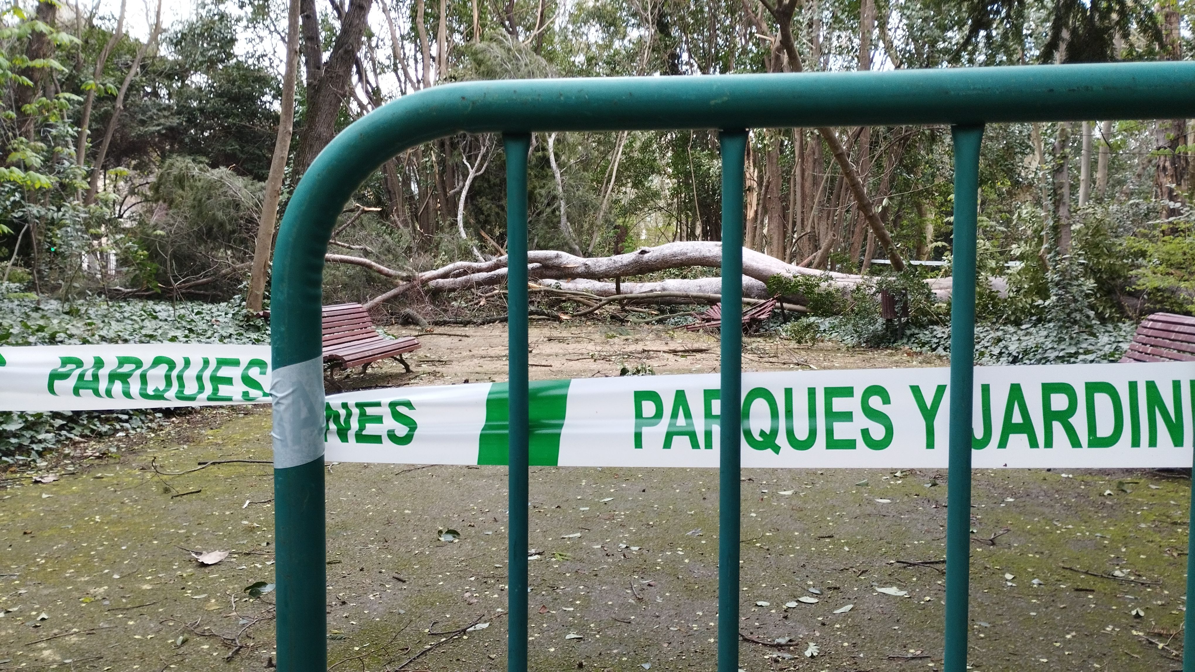 Las imágenes de la caída del árbol de más de diez metros en Campo Grande