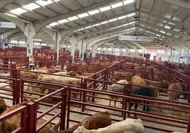 Mercado de ganados de Salamanca.