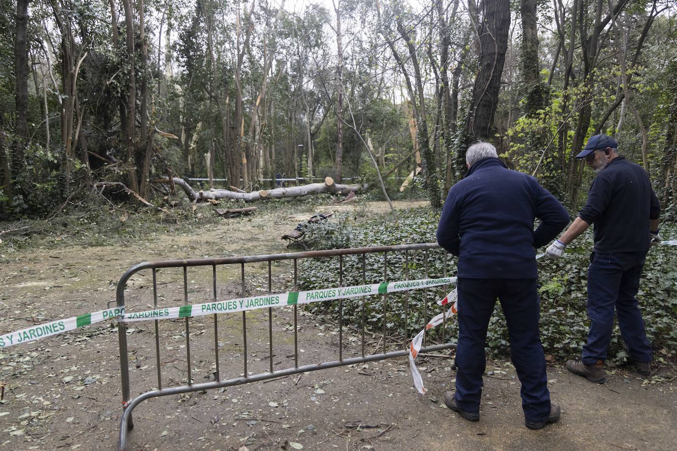 Las imágenes de la retirada de los árboles derribados por el viento en Campo Grande