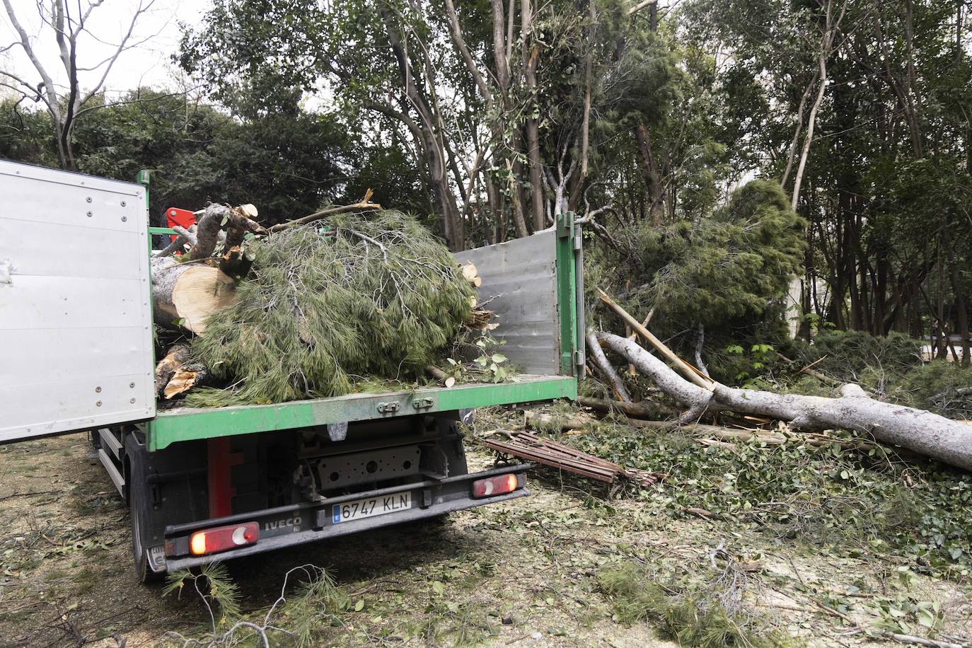 Las imágenes de la retirada de los árboles derribados por el viento en Campo Grande