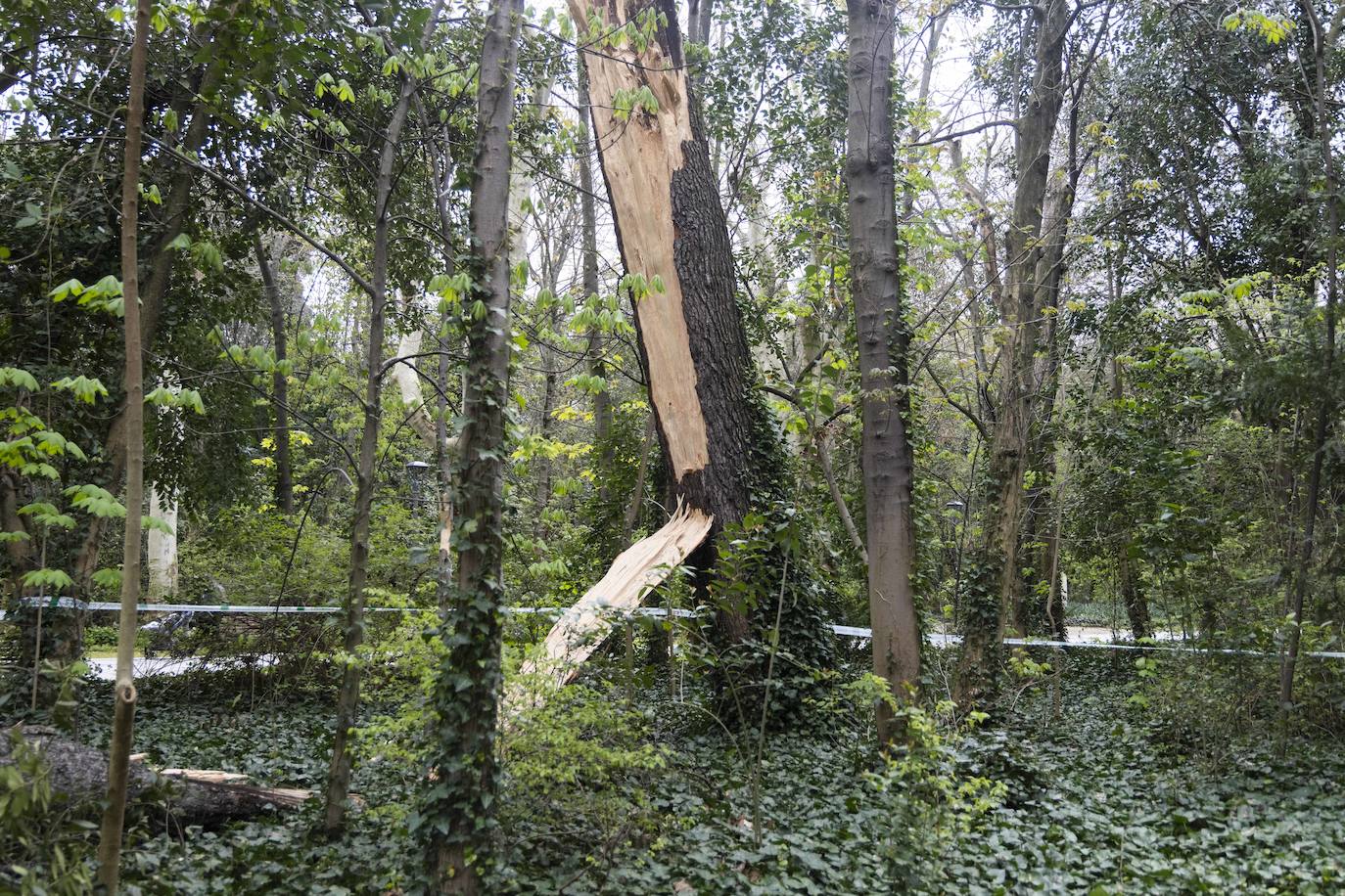 Las imágenes de la retirada de los árboles derribados por el viento en Campo Grande