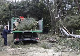 Trabajos de retirada del pino centenario caído por el viento en el Campo Grande.