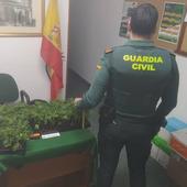 Detenidos en Aguilar con 300 plantas de marihuana en el coche