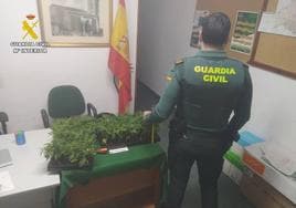 Detenidos en Aguilar con 300 plantas de marihuana en el coche