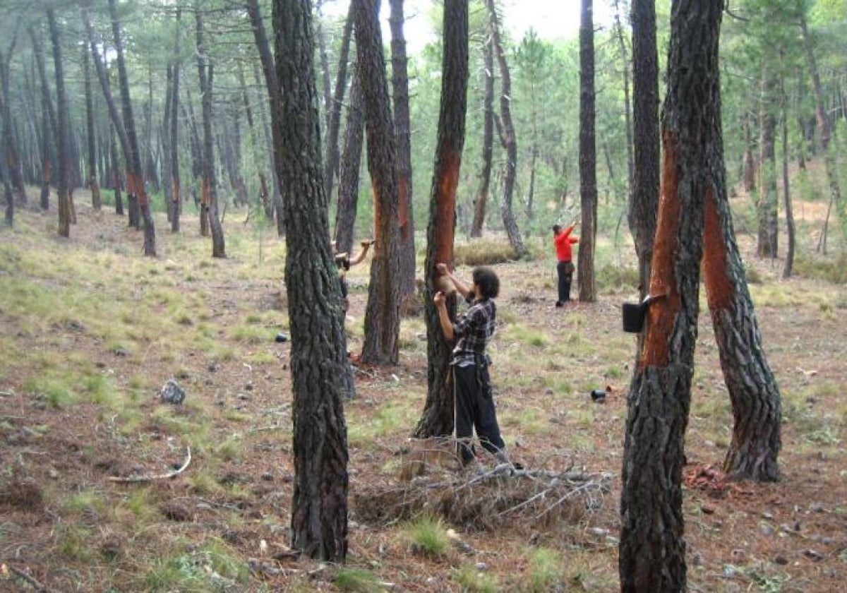 Resineros en Soria