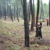 Los resineros de Soria preparan los montes con incertidumbre sobre los precios