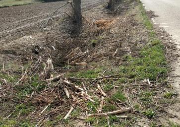 Ecologistas denuncia la «destrucción» de zonas de nidificación de aves en Tierra de Campos