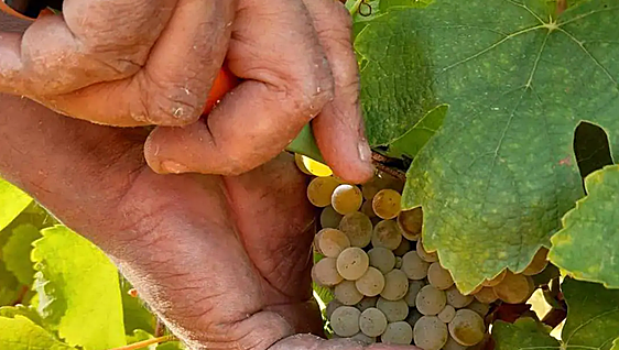 Asaja Bierzo se opone al uso de uva godello en zonas no autóctonas