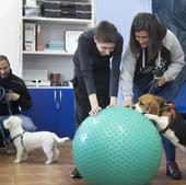 Loti y Matías, los perros que «hacen magia» con personas con autismo en Valladolid