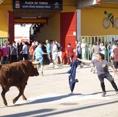 Un entretenido encierro urbano pone fin a las dos jornadas taurinas de Pedrajas