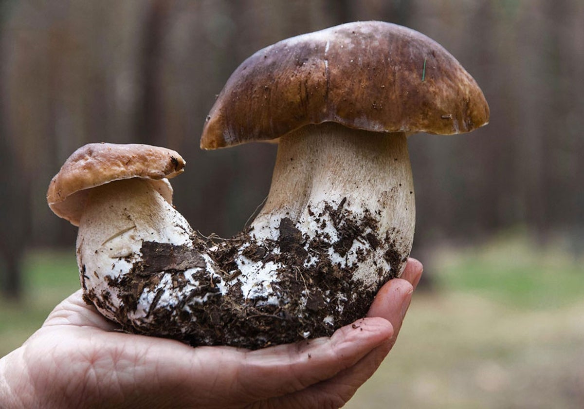Boletus en Soria