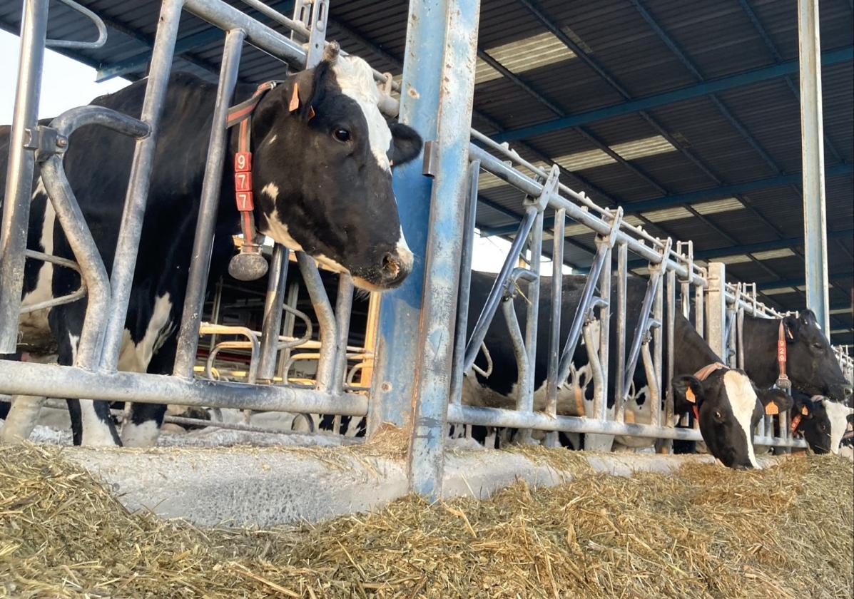 Explotación de vacuno de leche.