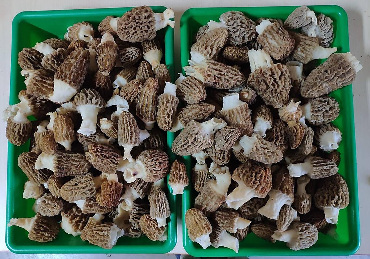 Las abundantes lluvias y las temperaturas apropiadas auguran una primavera micológica «excelente»