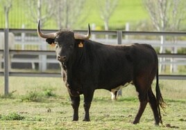 Dudosillo, Toro del Sarmiento 2024, que se soltará este sábado en La Seca.