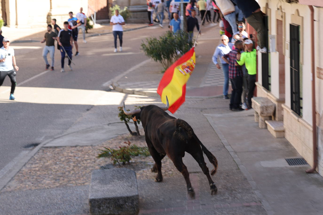 Las imágenes del Toro del Sarmiento en La Seca