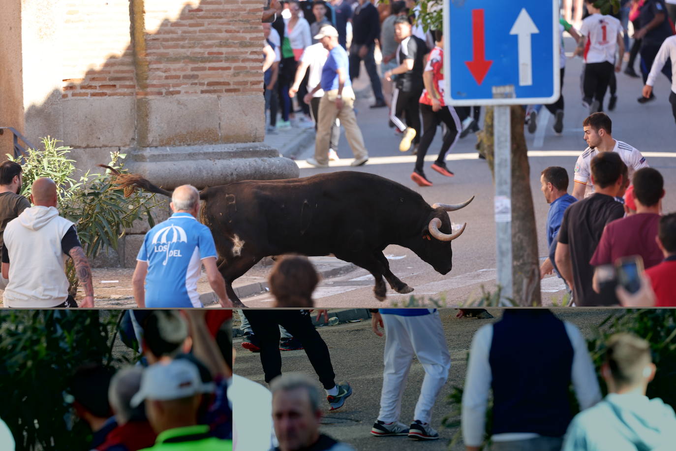 Las imágenes del Toro del Sarmiento en La Seca