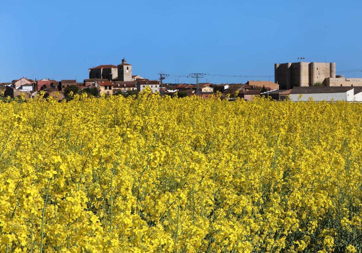 Parcelas cultivadas de colza en Fuentes de Valdepero.