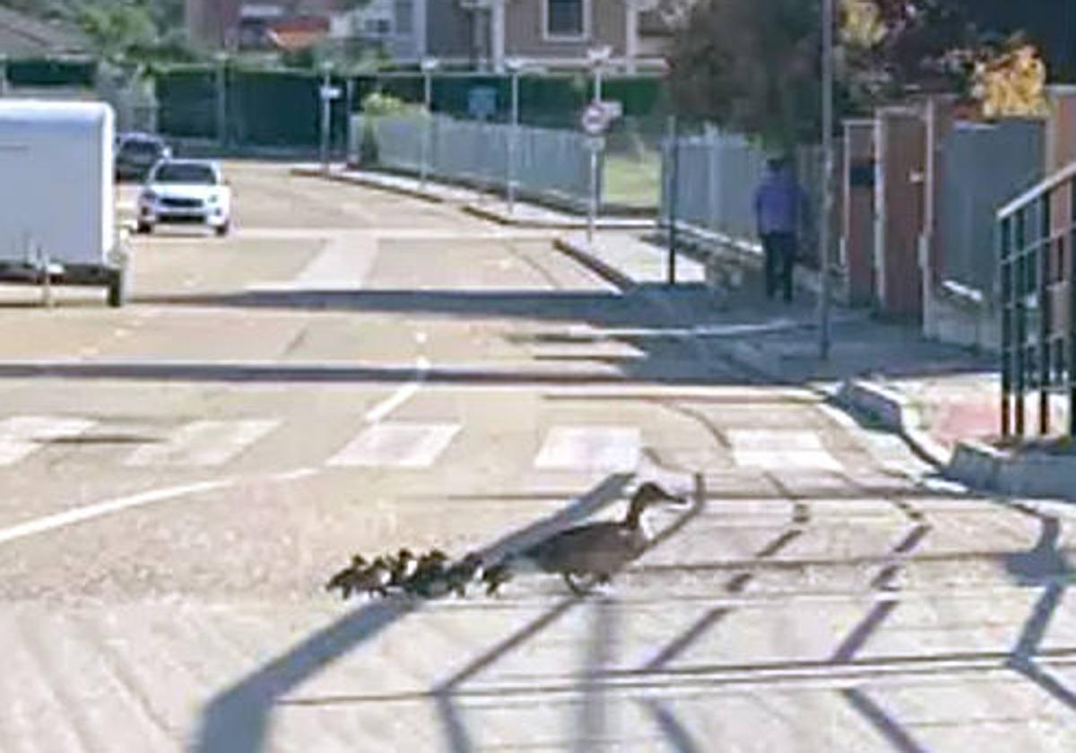 Los patos cruzan la calzada en una imagen tomada por la conductora.