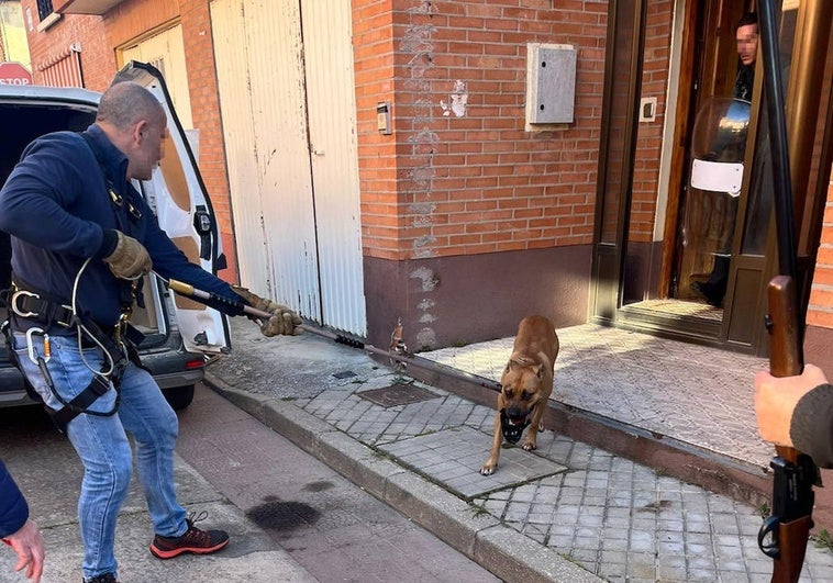 La guardia civil saca de la vivienda al pitbull.