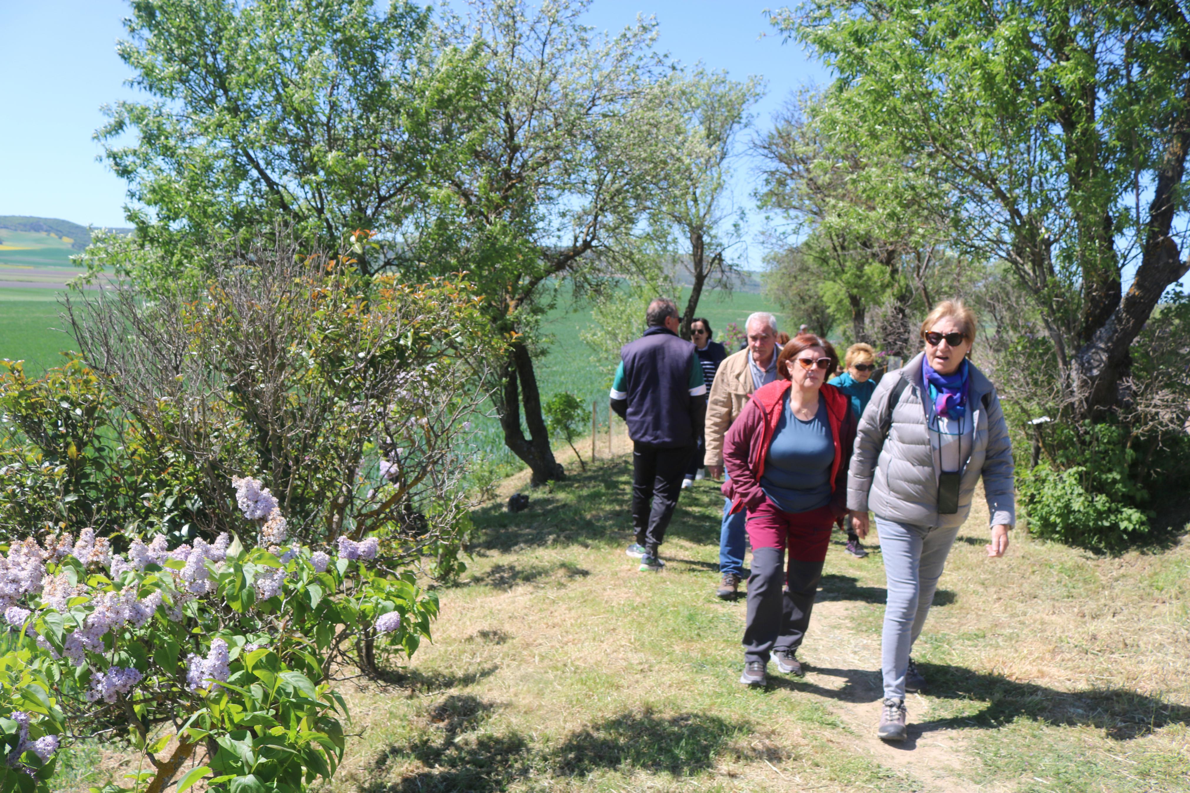 Pasear entre Lilas en Villaviudas