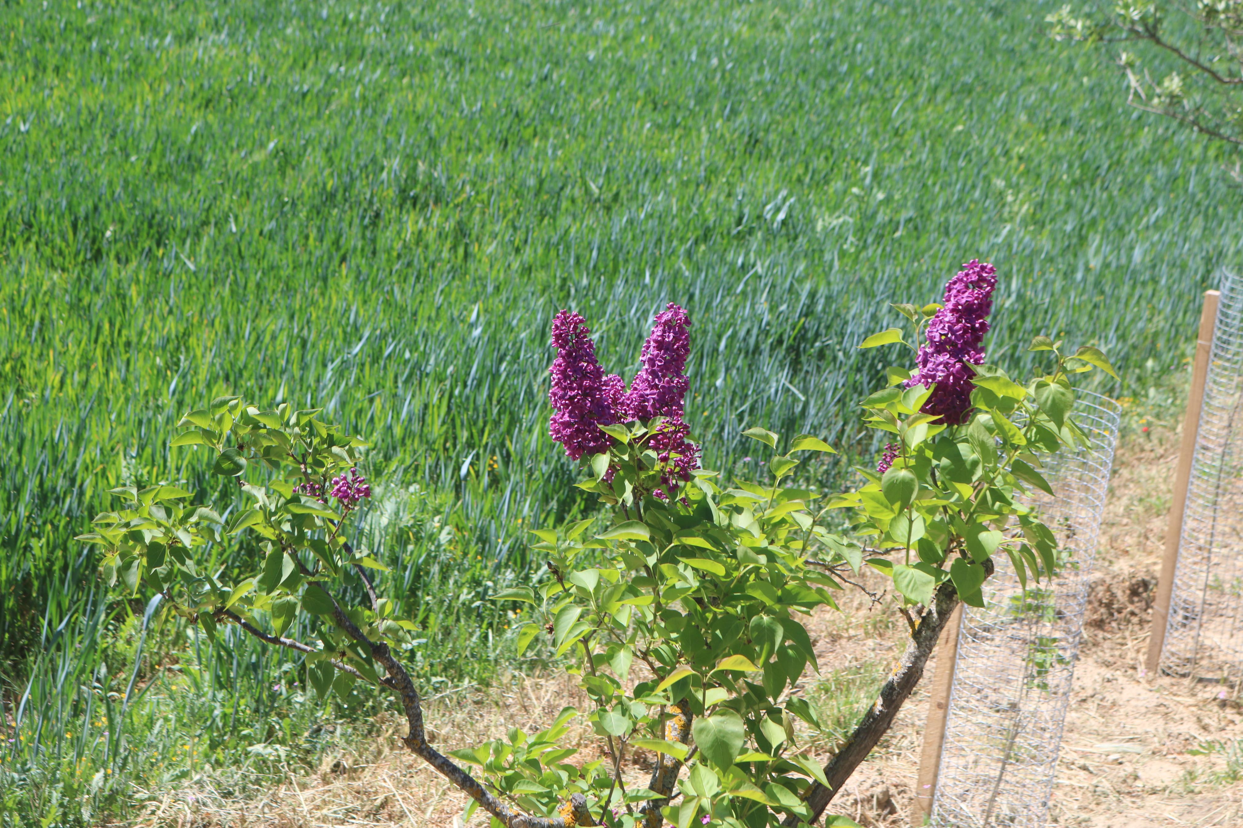 Pasear entre Lilas en Villaviudas