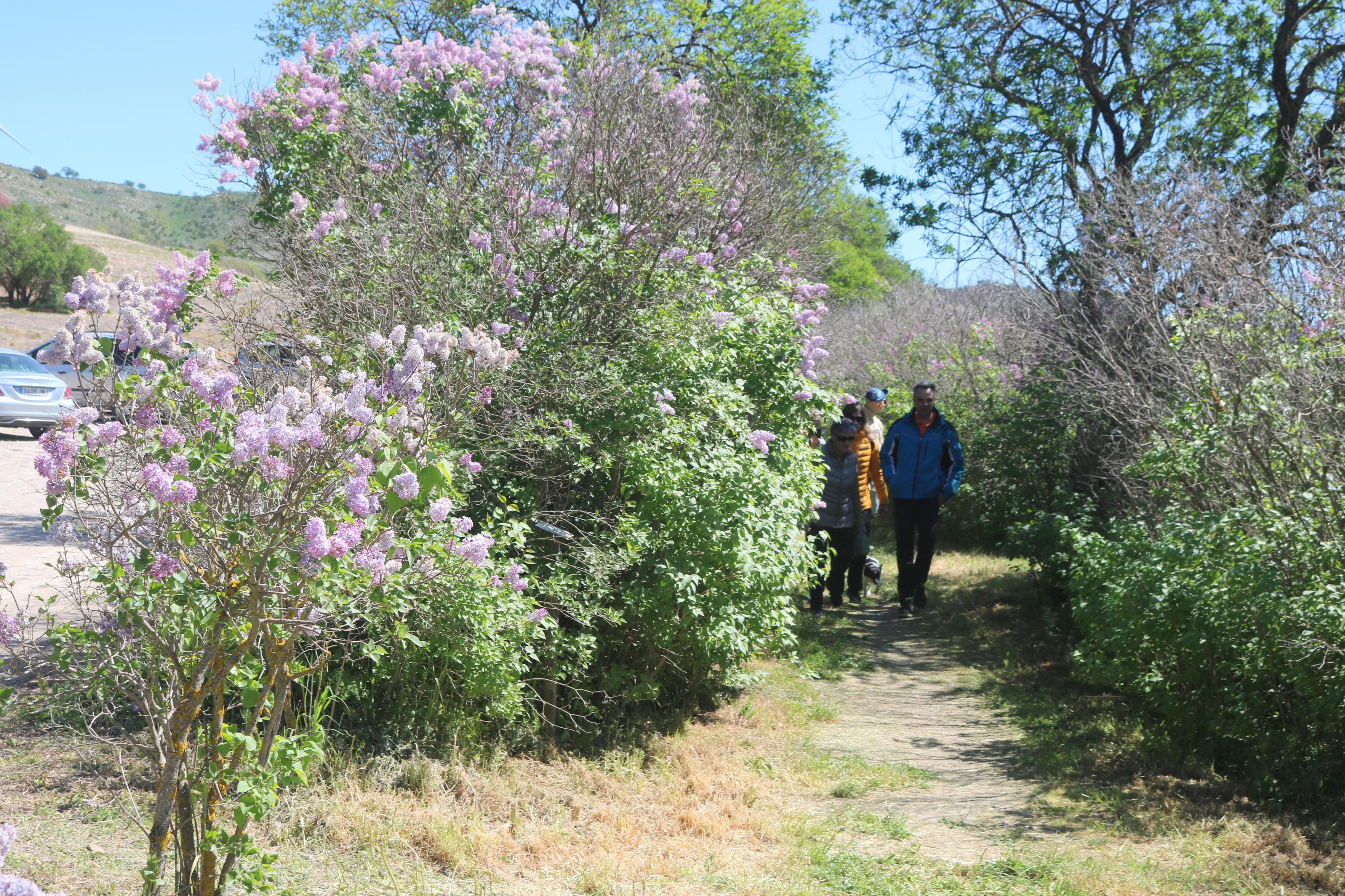 Pasear entre Lilas en Villaviudas