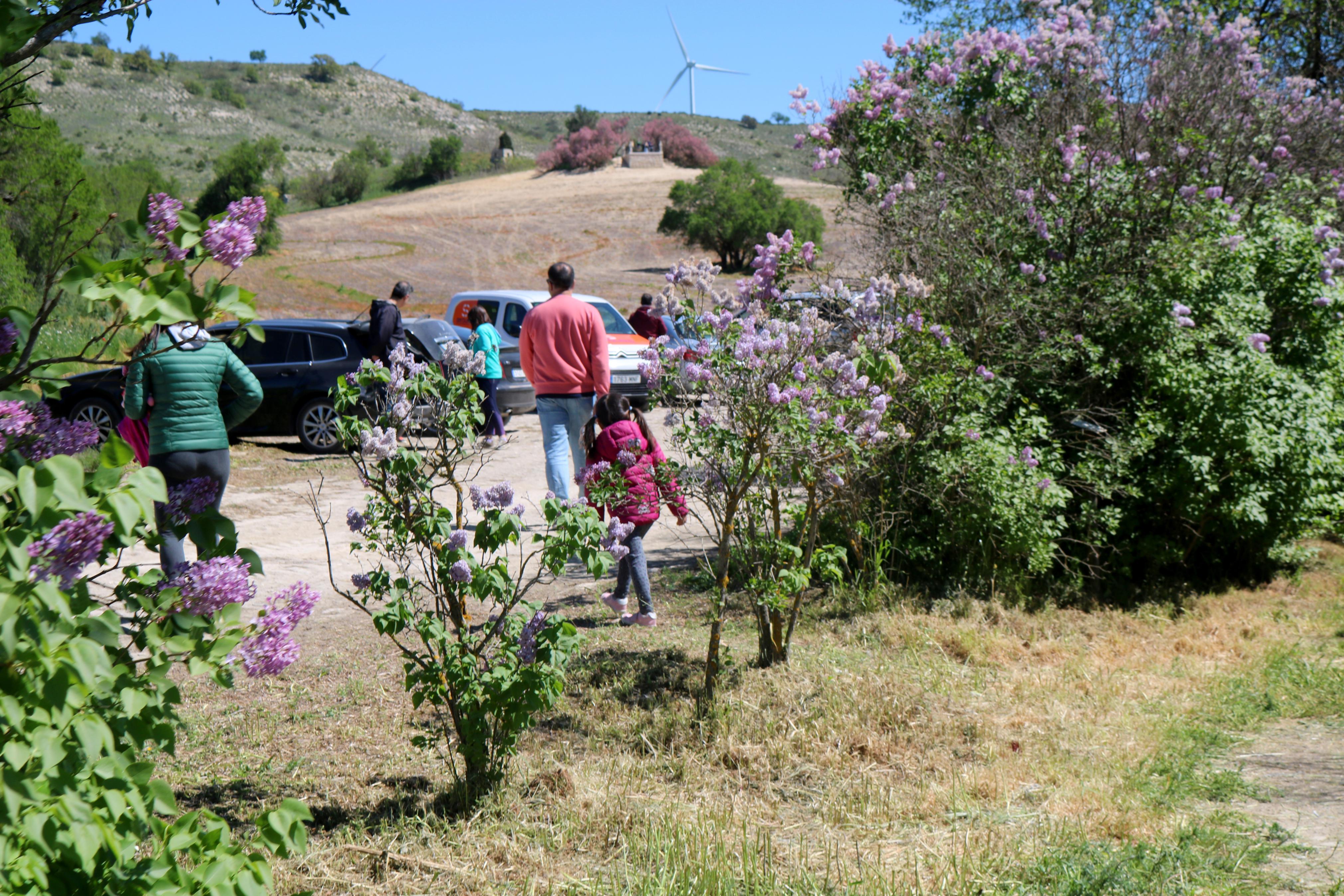 Pasear entre Lilas en Villaviudas