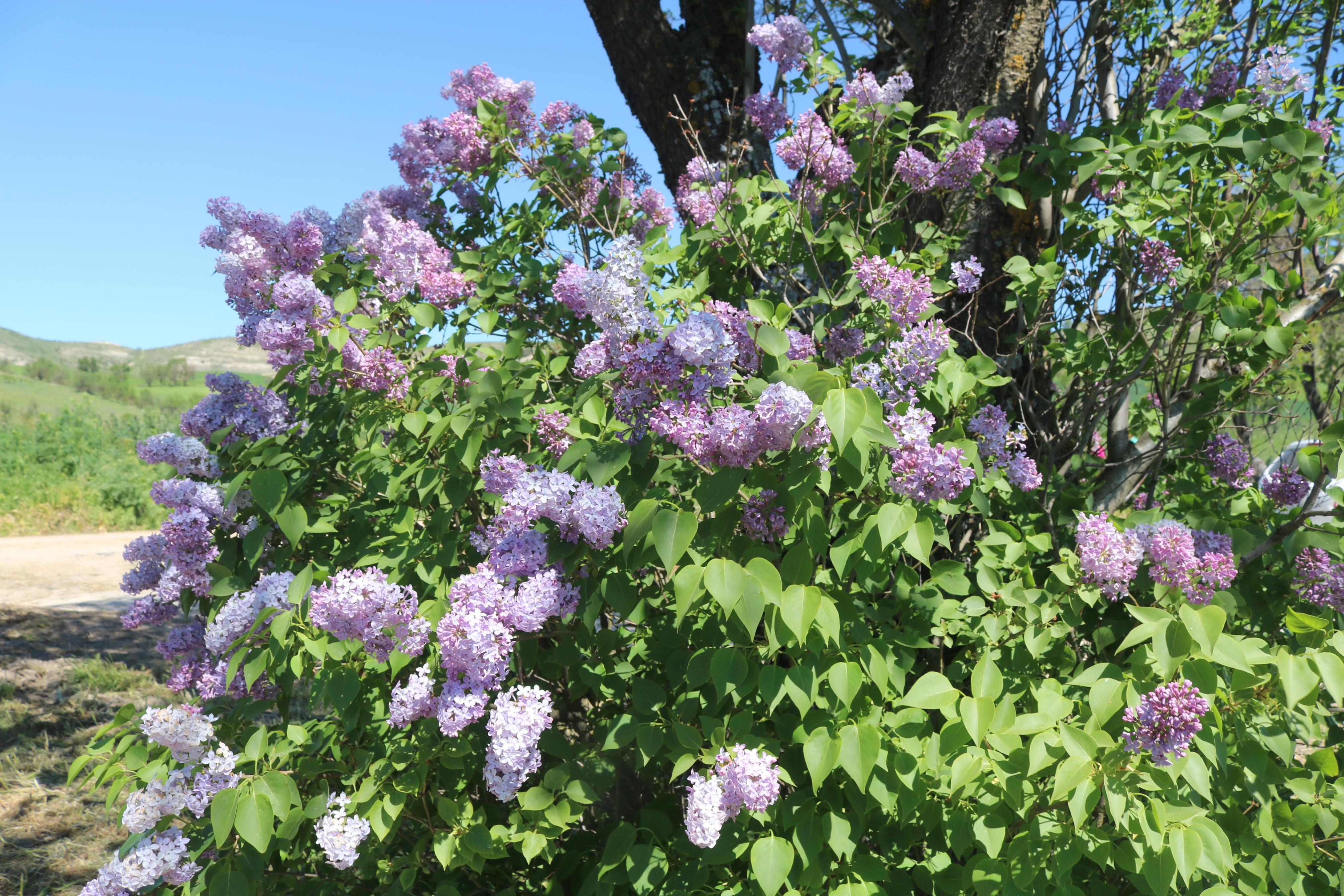 Pasear entre Lilas en Villaviudas