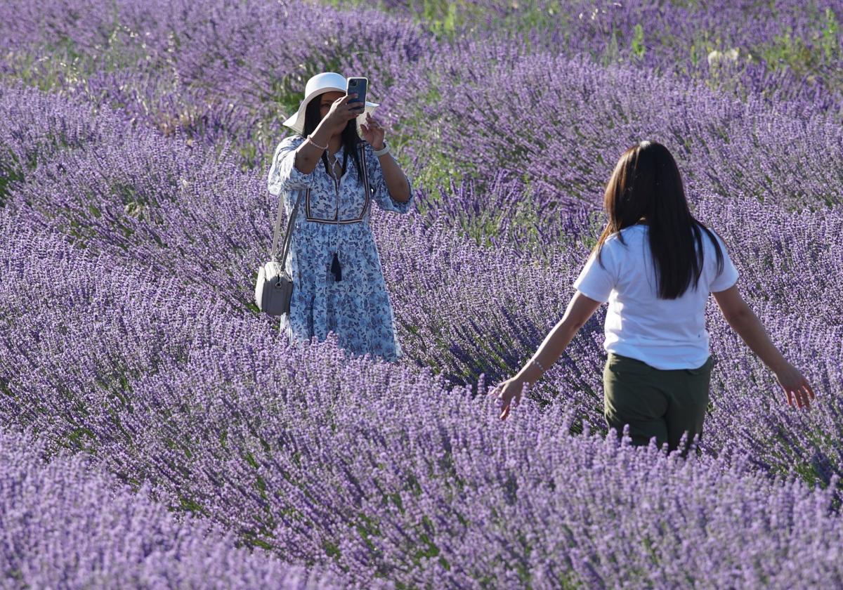 Imagen de archivo de turistas en los campos de lavanda de Tiedra.