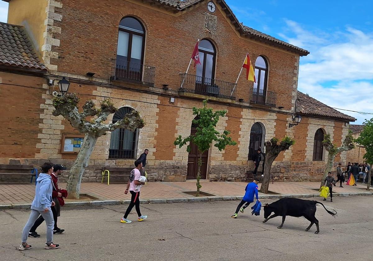 Un aficionado corta a una de las vacas delante del Ayuntamiento de Aguilar de Campos, este sábado.