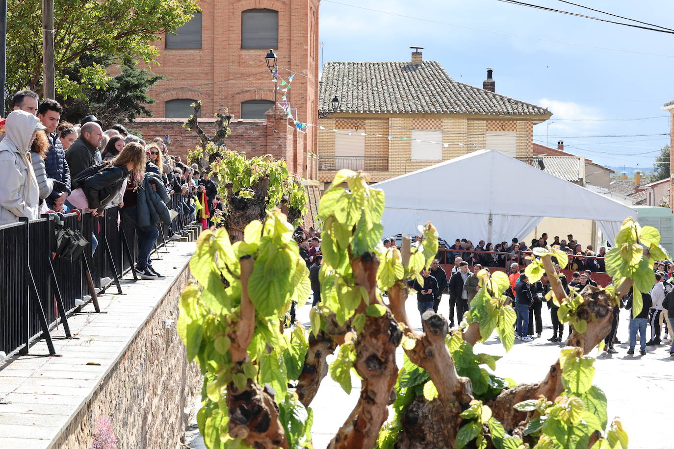 El encierro en San Román de Hornija, en imágenes