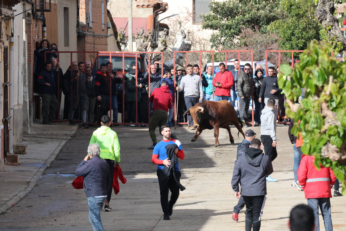 El encierro en San Román de Hornija, en imágenes