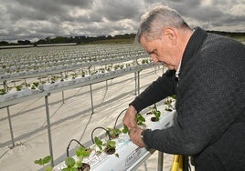 Emilio Bardón coloca una de las plantas de fresa del vivero.