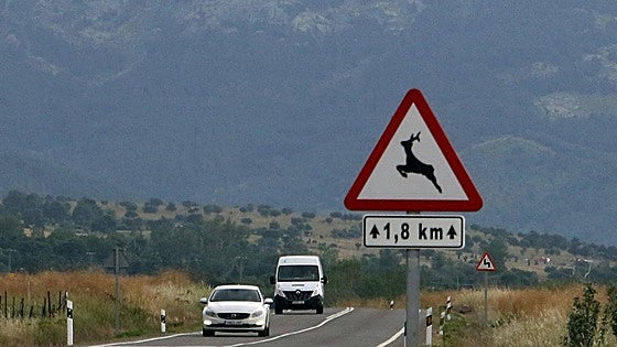 Soria contabiliza cuatro accidentes al día por la irrupción de animales