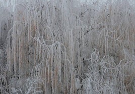 Imagen de archivo de una helada.