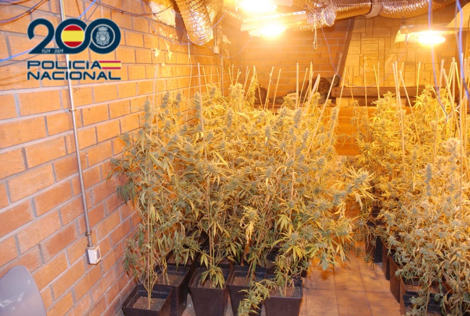 Detenido tras desmantelar un laboratorio de cannabis en Valladolid con 40 kilos de marihuana