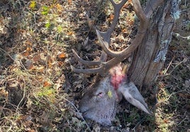 Cabeza de ciervo atada a un árbol hallada en Aguilar.