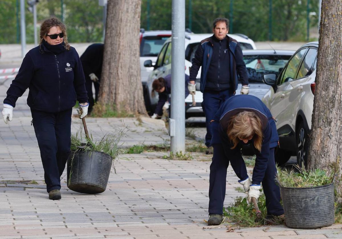 Operarios de Parques y Jardines desbrozan una hilera de alcorques en Parquesol.