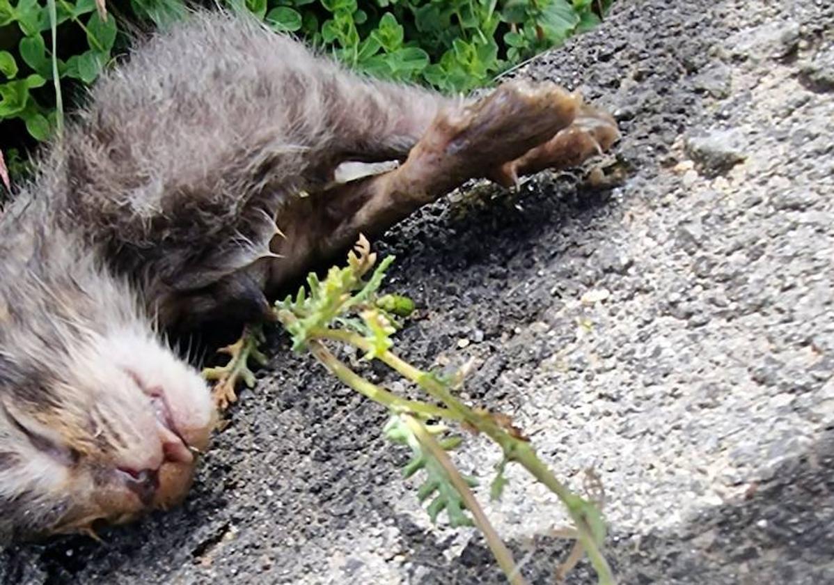 Uno de los gatos matados a golpes en la localidad zamorana de Boya.