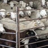 Intervienen una granja de ovejas presuntamente ilegal en un pueblo de Valladolid