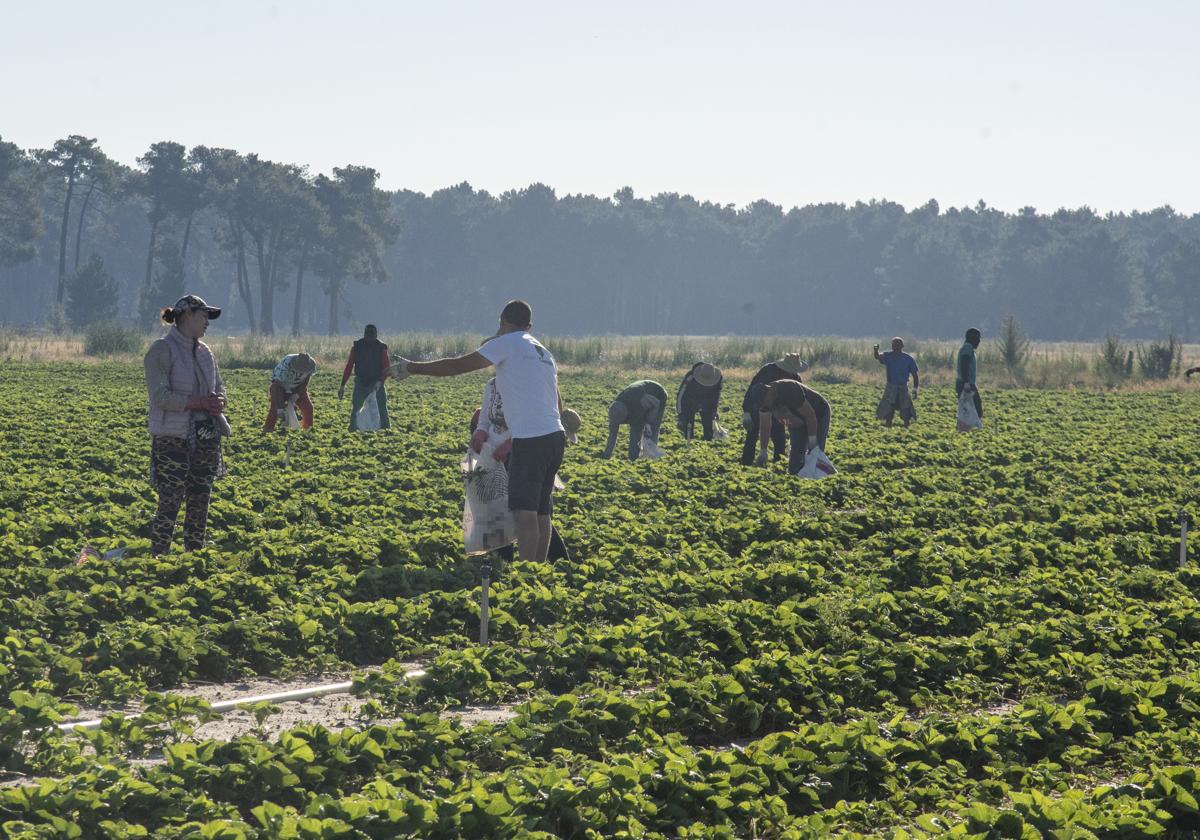 Trabajadores del campo en una parcela de la región.