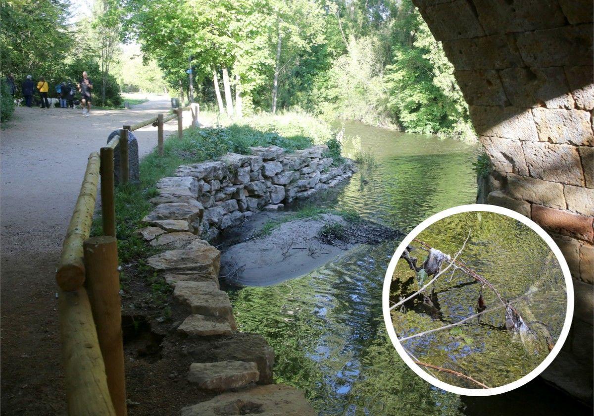 Paseo por la ribera del Eresma bajo el puente de San Marcos. En el círculo, restos de toallitas y trapos en ramas sobre el cauce.