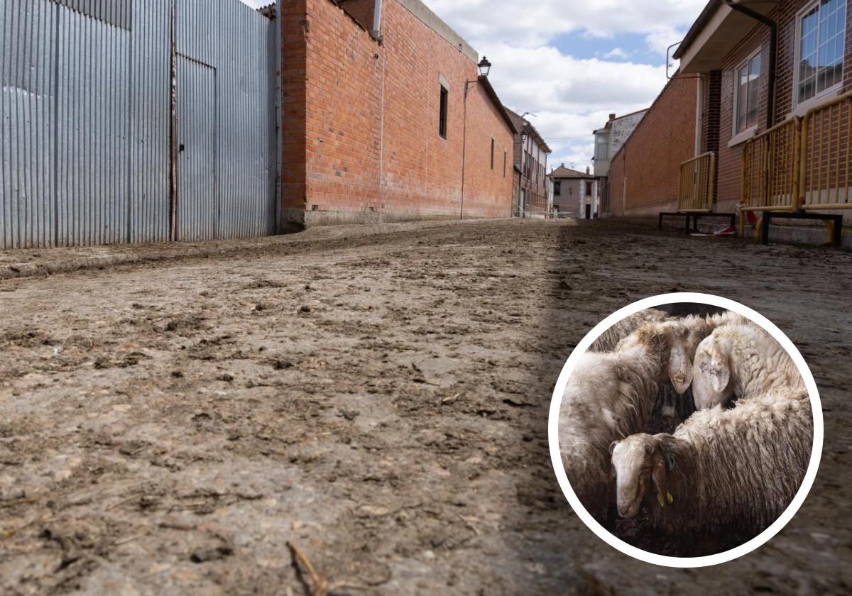 Estado de la calle que conduce a la granja de Renedo y detalle de las ovejas de la explotación.