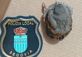 El polluelo de vencejo rescatado, junto a un parche del escudo de la Policía Local para ver lo pequeña que es la cría.